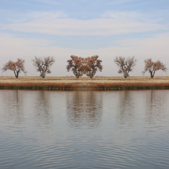 A photograph of several trees, evenly spaced, on the shore of a lake. It's autumn, and the trees are losing their leaves. The blurred images of the trees is reflected in the lake. The photograph itself has been edited, so that you can divide it down the middle and the trees are reflected against themselves.