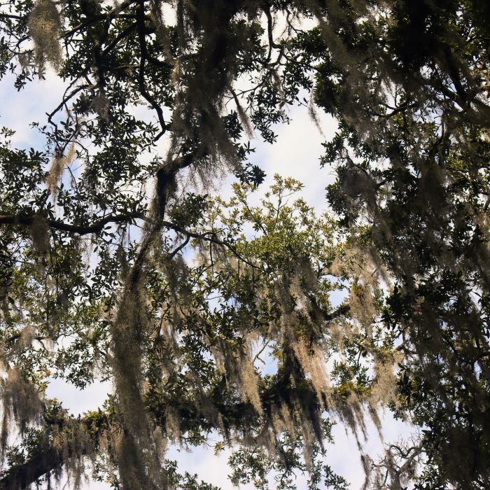 A canopy of Southern Live Oaks with Spanish Moss hanging off of them.